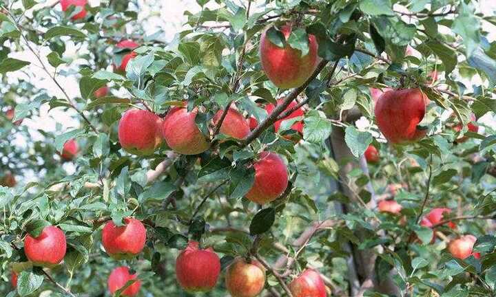 Trung Quốc bọc túi tẩm thuốc sâu cho táo từ trên cây