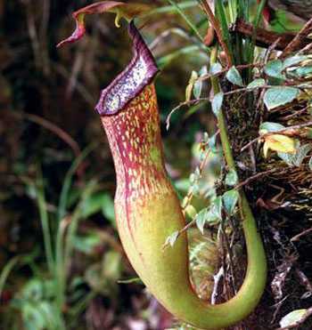 Cây ăn thịt tái xuất ở Việt Nam sau 100 năm