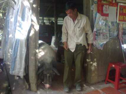 Chuyện lạ: Heo biết giữ nhà và...ăn chay