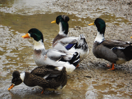 Đi tù vì…5 con vịt