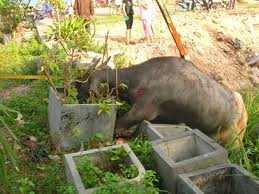 Trâu điên náo loạn thành phố, húc 6 người nhập viện