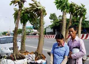 Lật tẩy 'chiêu' lộc vừng trổ hoa