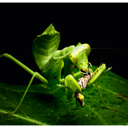 Đẹp ngỡ ngàng thế giới côn trùng