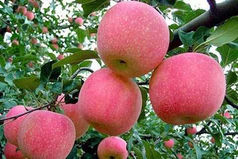 22/6: Có kết quả kiểm tra hóa chất độc hại trên táo