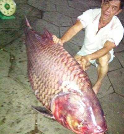 Bắt được cá hô nặng 130kg