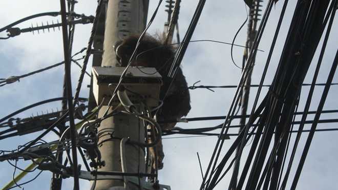 Hơn 2 giờ cứu một chú khỉ leo cột điện