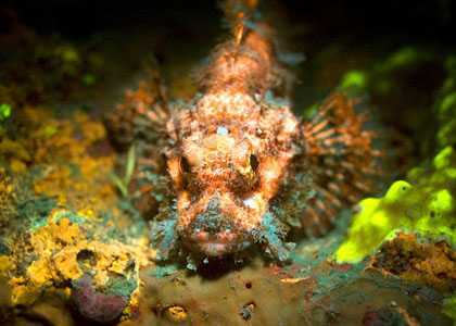 Rực rỡ sắc màu sinh vật biển dưới tia cực tím