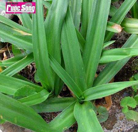 Lá 'thần' và bài thuốc ngừa thai 'made in Vietnam'