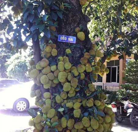 Chiêm ngưỡng cây mít nghìn quả ở Quảng Ninh