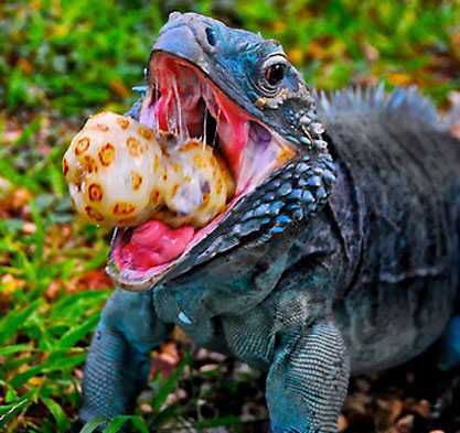 Vẻ đẹp tuyệt vời của loài “quái thú xanh”