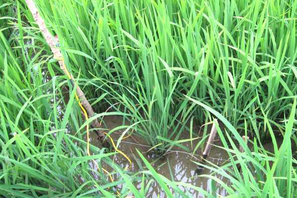 Bẫy chuột bằng dây điện, 'bẫy' luôn cả người