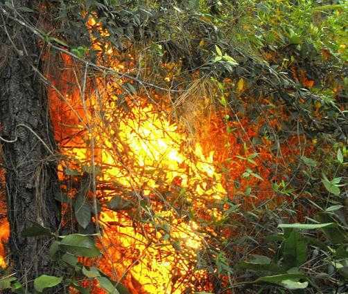 Nghệ An: Rừng thông đột ngột bốc cháy dữ dội