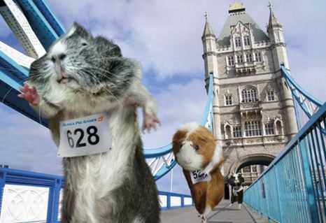 Olympic: Ngộ nghĩnh bộ ảnh thế vận hội... heo