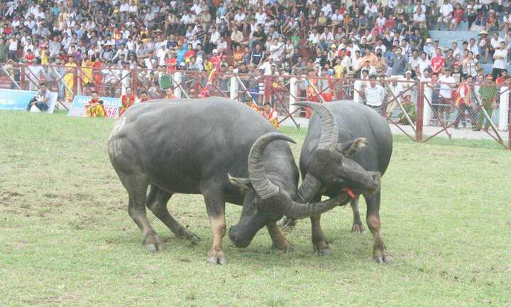 Ảnh: Mãn nhãn cú vào đòn 'hổ lao' tại Đồ Sơn