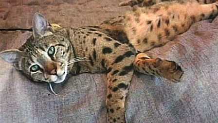 Treo thưởng 100 triệu đồng cho ai tìm được mèo lạc