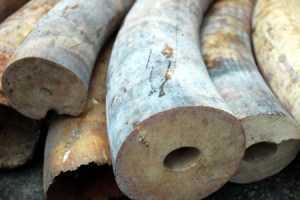 Ngà voi trị giá gần 5 triệu USD 'đội lốt' da bò muối