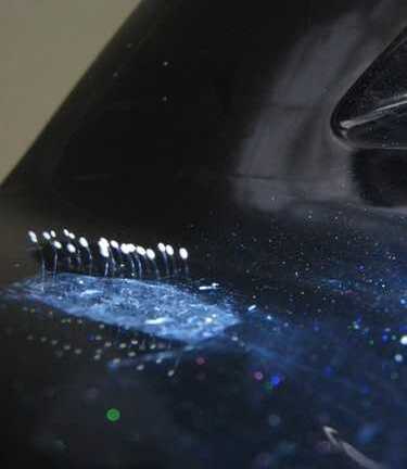 Hoa '3.000 năm' mọc trên yếm xe máy?