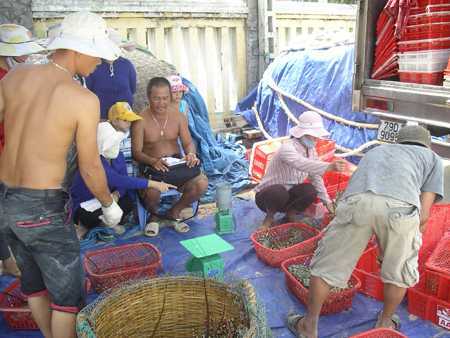 Chiêu mới ép giá tôm hùm của thương lái Trung Quốc