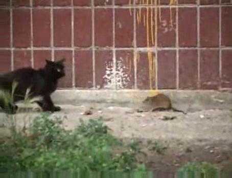 Chuyện lạ: Chuột 'xấc xược' đuổi, cắn cả đàn mèo