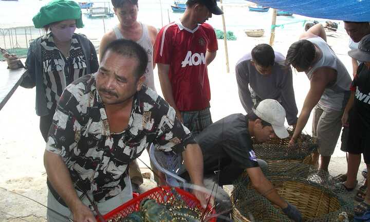 Chiêu mua tôm hùm 'tai quái' của thương lái Trung Quốc