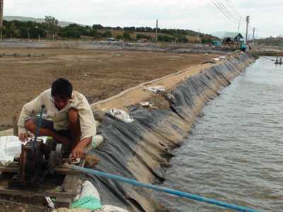 Phú Yên: Người nuôi tôm mất trắng 110 tỷ đồng một tuần