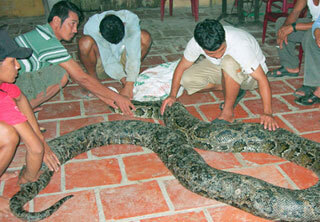 Không được xem trăn 'khủng', hàng ngàn người thất vọng