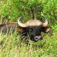 Bò tót khổng lồ tấn công sân bay Phú Bài được nhập lậu?