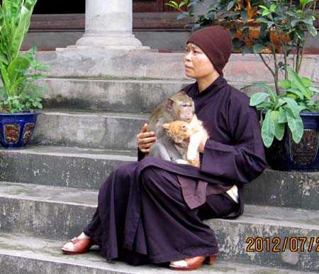 Cảm động chuyện sư cô mua khỉ thả lên núi