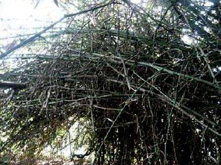 Ly kỳ 5 bụi tre mọc ngược từ ngàn năm trước ở xứ Nghệ