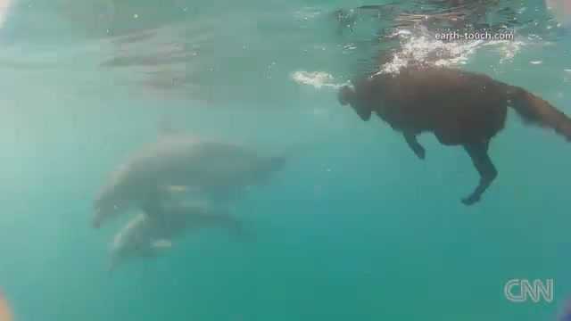 Chó bơi thi với cá heo