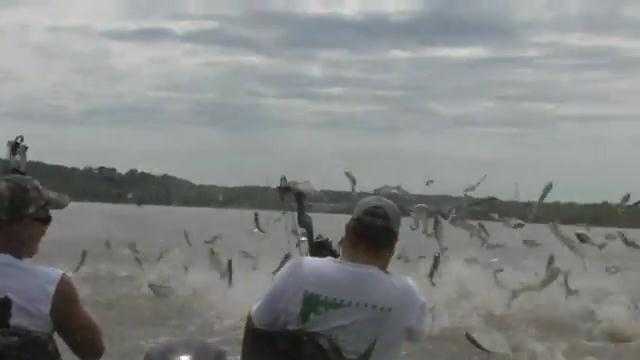 Cá bay như chim, bắt cá bằng cung tên