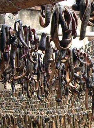 Thực hư tin đồn cấy trứng đỉa vào thức ăn hại người