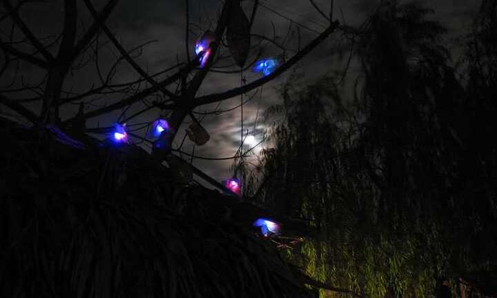 Giới trẻ cuồng mốt tặng quà đom đóm