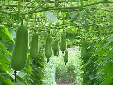 Rau, củ nào ít bị 'dính' thuốc bảo vệ thực vật?