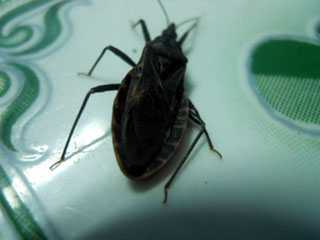 Lại bắt được bọ xít hút máu người