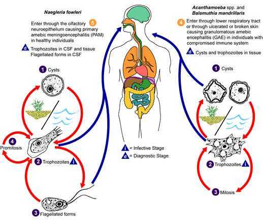 Việt Nam xuất hiện 'amip ăn não người' rất nguy hiểm