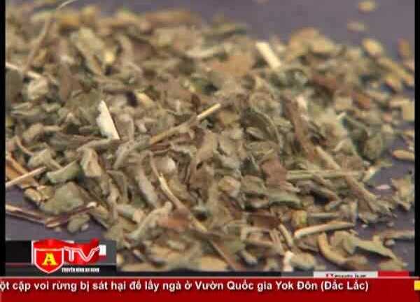 Xuất hiện thảo dược gây nghiện
