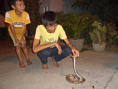 Rắn bò vào nhà dân: Bắt 12 con rắn ráo trâu