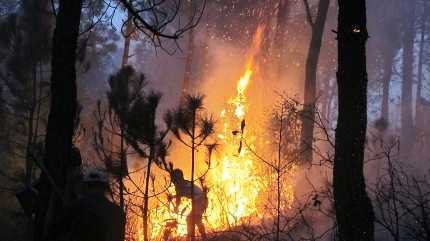 Đốt vàng mã cúng rằm, thiêu rụi rừng thông 30 tuổi