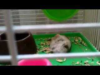 Ngộ nghĩnh chú chuột giả chết, giãy đành đạch