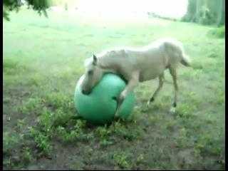 Chú ngựa yêu bóng