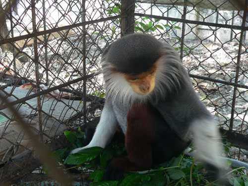 Chà Vá quý hiếm bất ngờ 'dạo chơi' trong nhà dân