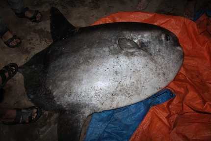 Nghệ An: Cá mặt trăng khổng lồ dính lưới ngư dân