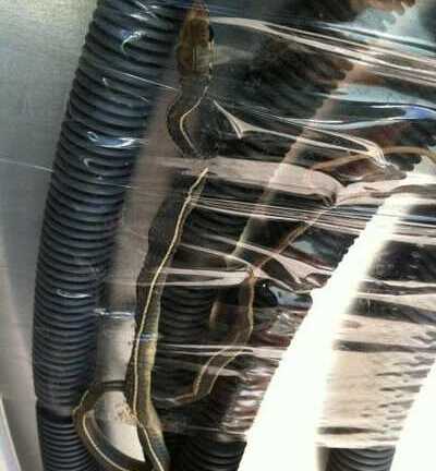 Phát hoảng vì mua máy giặt, 'tặng' thêm rắn