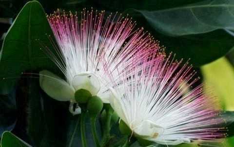 Ảnh: Bàng vuông 100 tuổi nở muộn trên đảo Lý Sơn