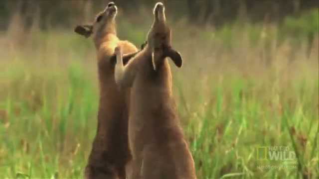 Xem chuột túi đánh nhau như võ sĩ để giành con cái