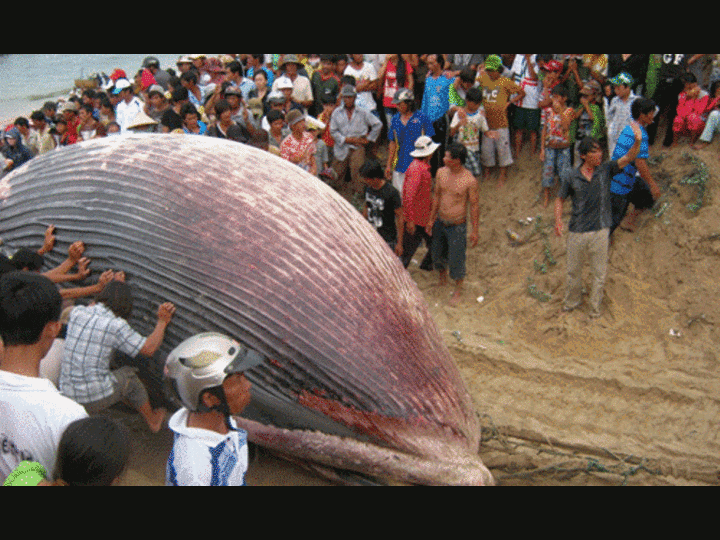 Ảnh: Hàng ngàn người chiêm ngưỡng cá voi 7 tấn lụy bờ