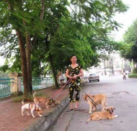 Hà Nội: Dắt chó đi dạo nhận lương 6 triệu đồng/tháng