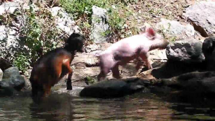 Bất ngờ với clip heo con cứu dê suýt chết đuối