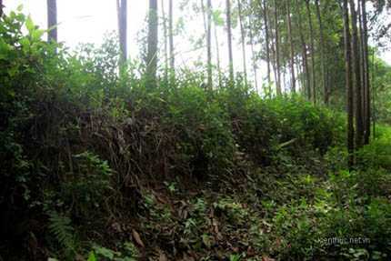 Phát hiện thành lũy của vua Đinh Bộ Lĩnh ở Thái Bình